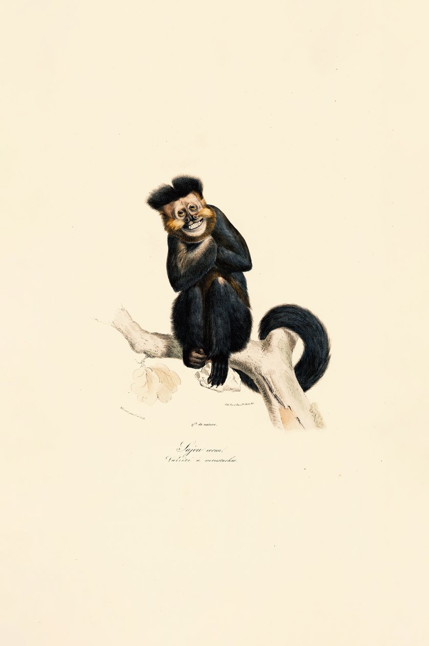  alkotó: Jacques Christophe Werner