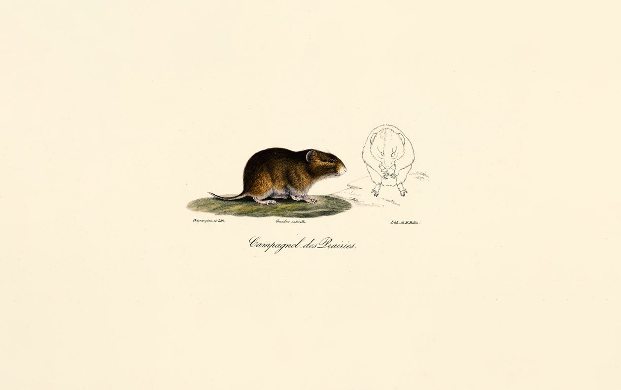 alkotó: Jacques Christophe Werner