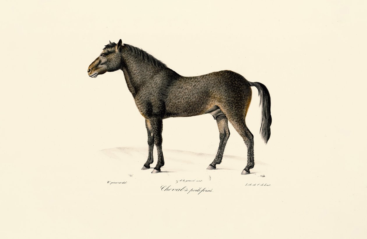  alkotó: Jacques Christophe Werner