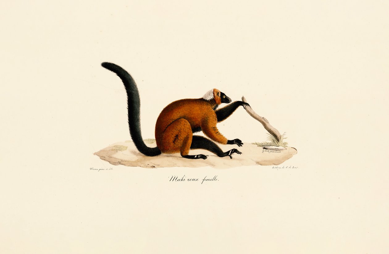 Vörös homlokú lemúr alkotó: Jacques Christophe Werner