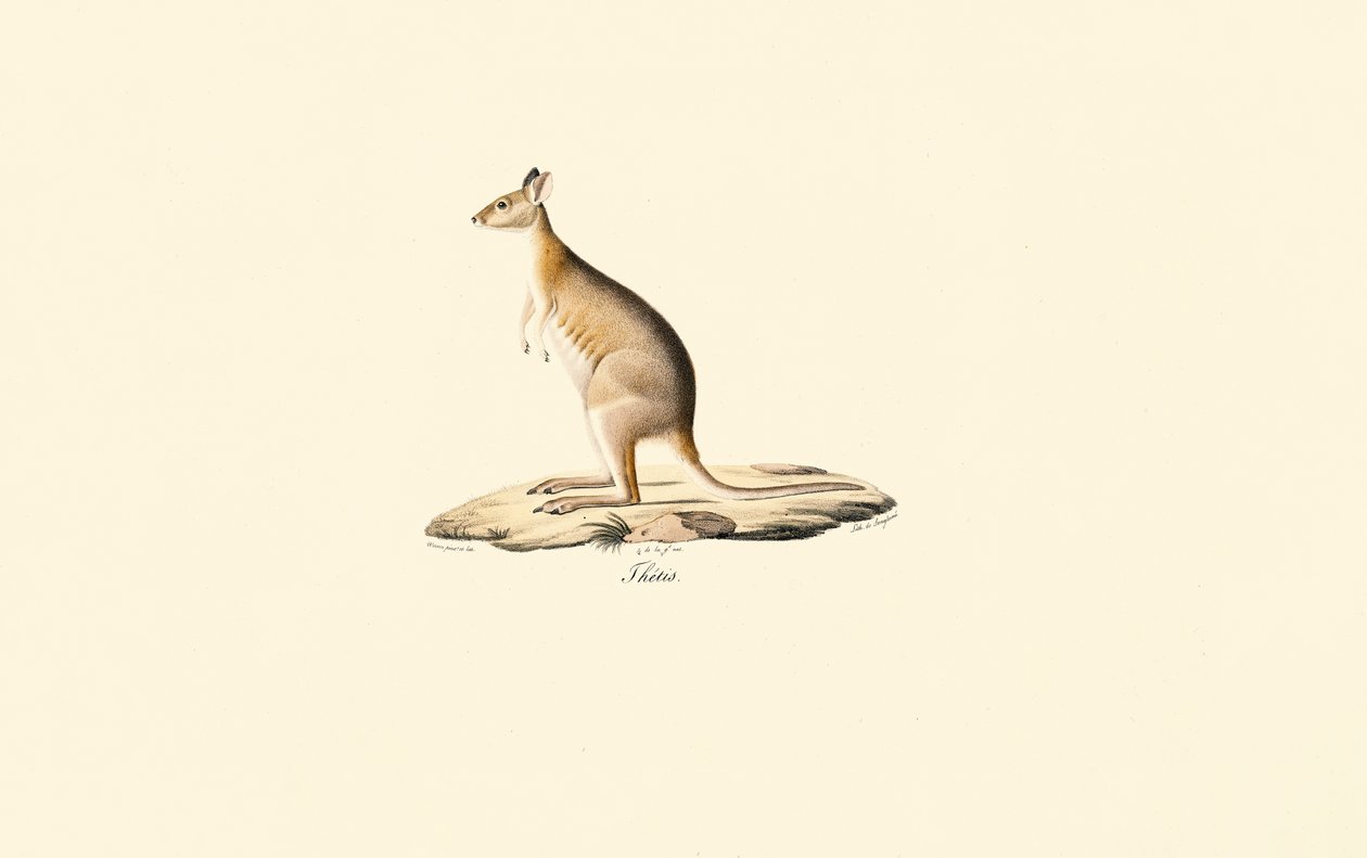 Vörös nyakú pademelon alkotó: Jacques Christophe Werner