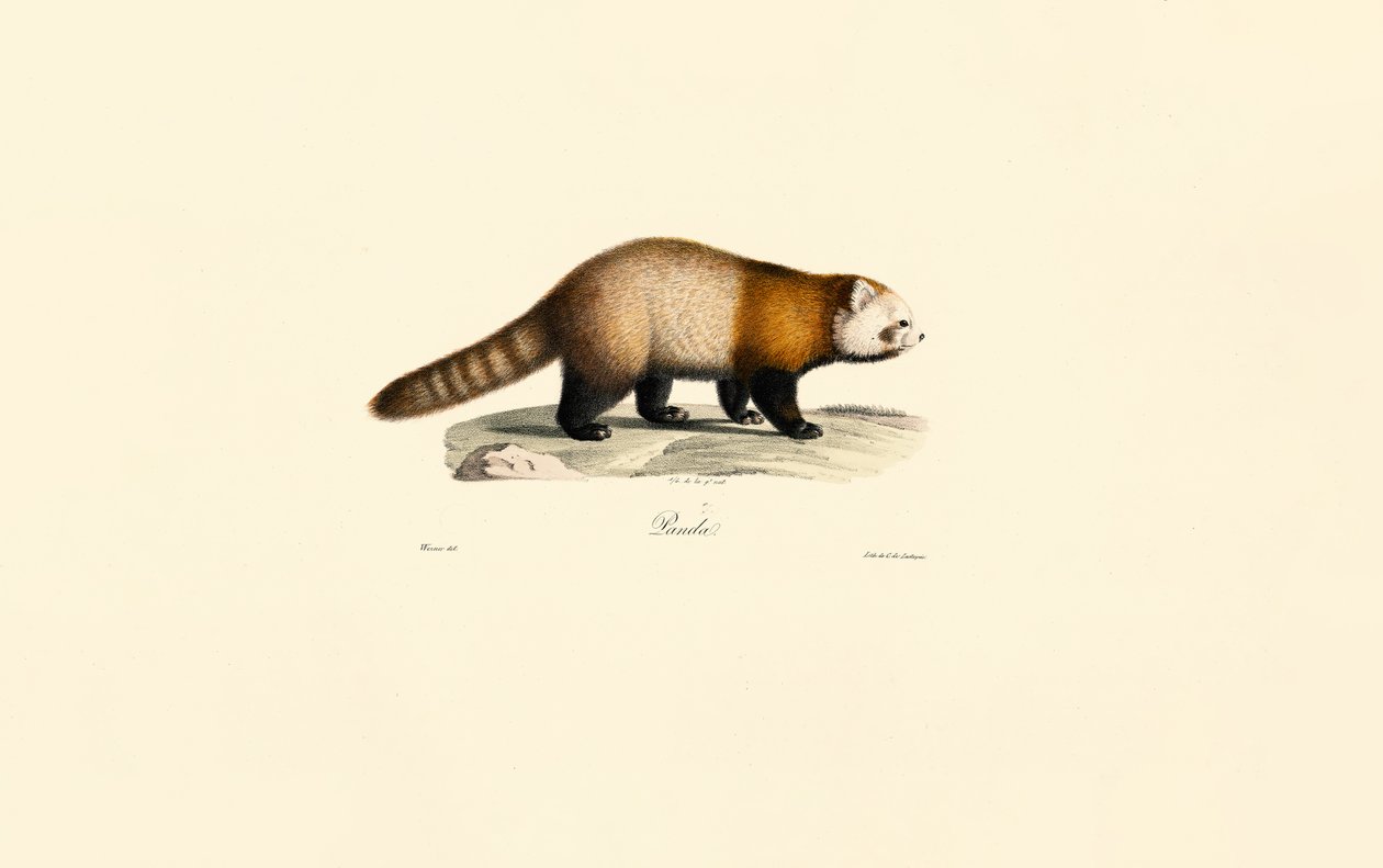 Vörös panda (Ailurus fulgens) alkotó: Jacques Christophe Werner