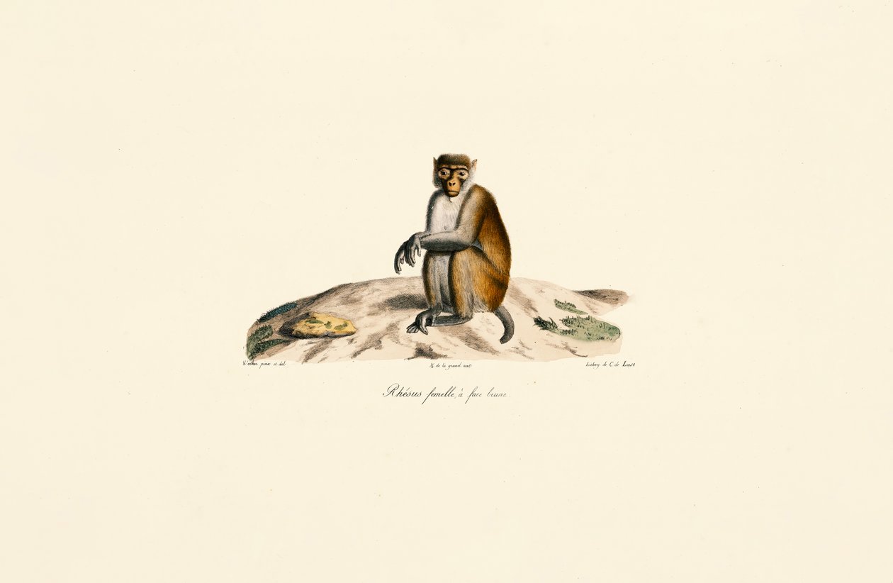 Rhesus makákó (Macaca mulatta) alkotó: Jacques Christophe Werner