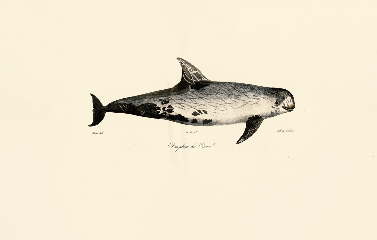Risso delfin alkotó: Jacques Christophe Werner
