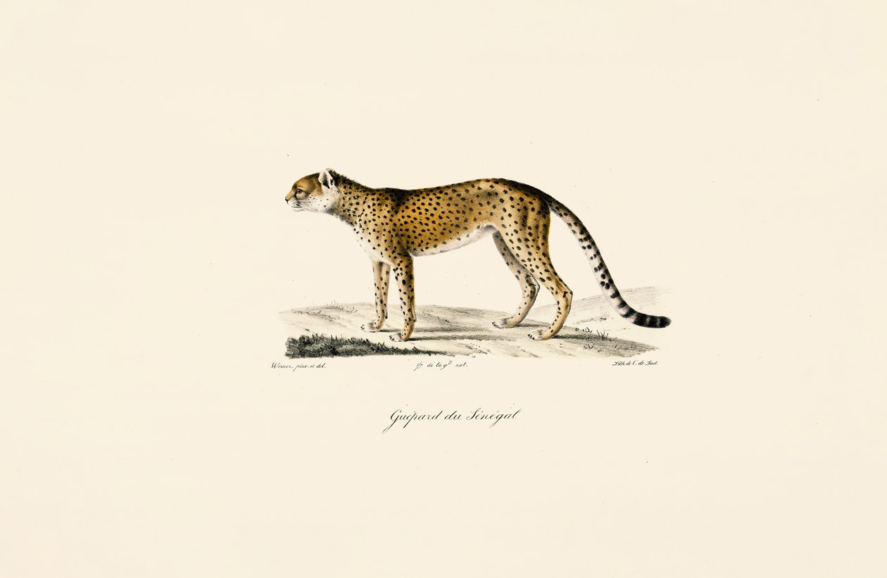 Szenegáli gepárd alkotó: Jacques Christophe Werner