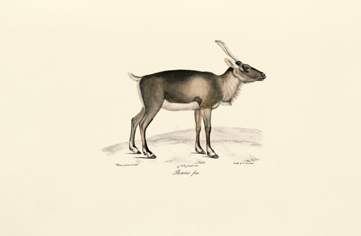 Szibériai pézsmaszarvas (Moschus moschiferus) alkotó: Jacques Christophe Werner