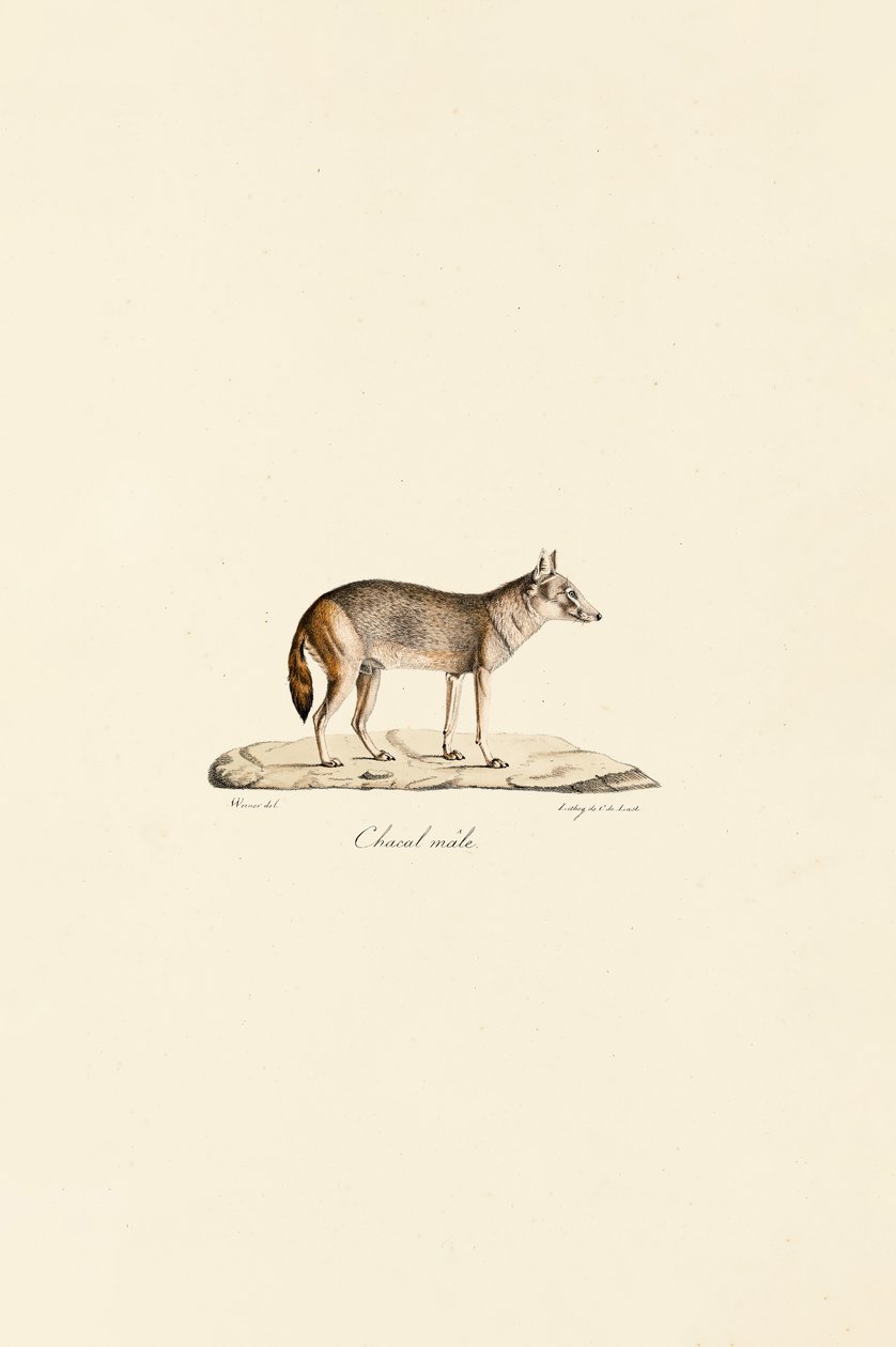  alkotó: Jacques Christophe Werner