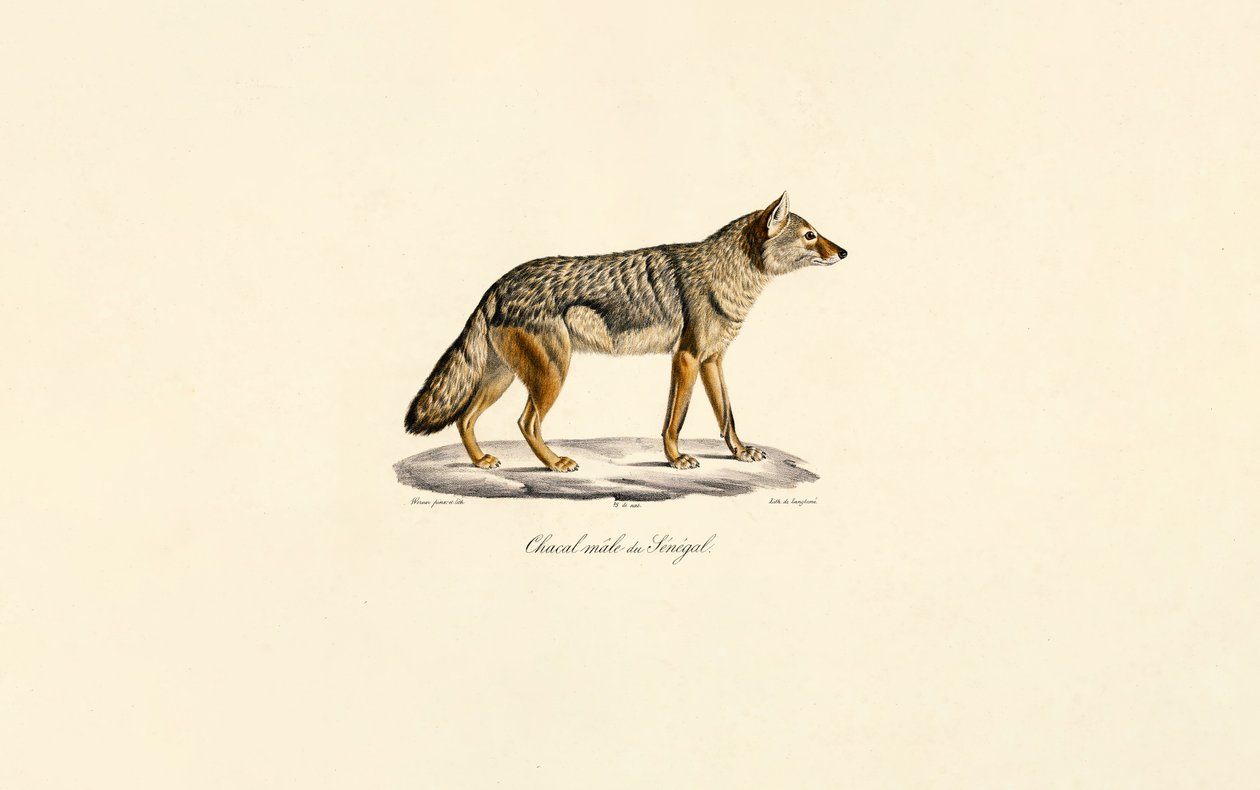  alkotó: Jacques Christophe Werner