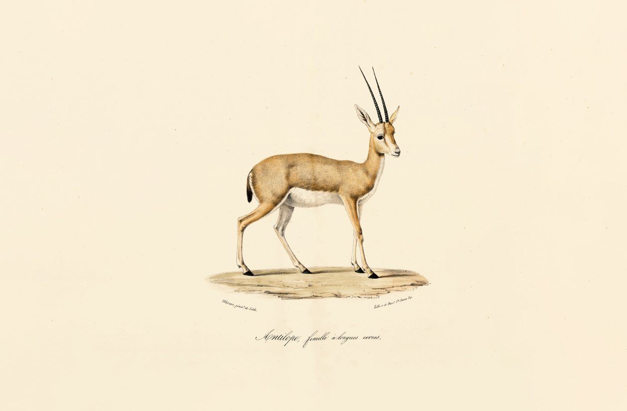  alkotó: Jacques Christophe Werner
