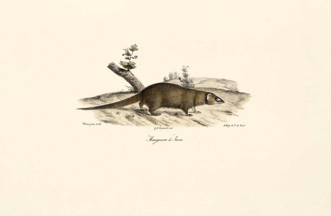  alkotó: Jacques Christophe Werner