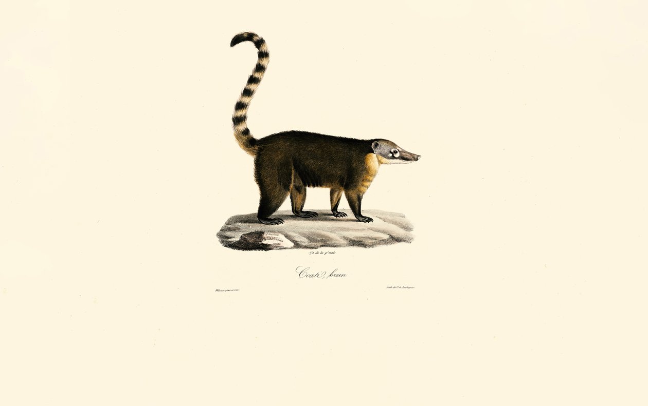 Dél-amerikai coati (Nasua nasua) alkotó: Jacques Christophe Werner