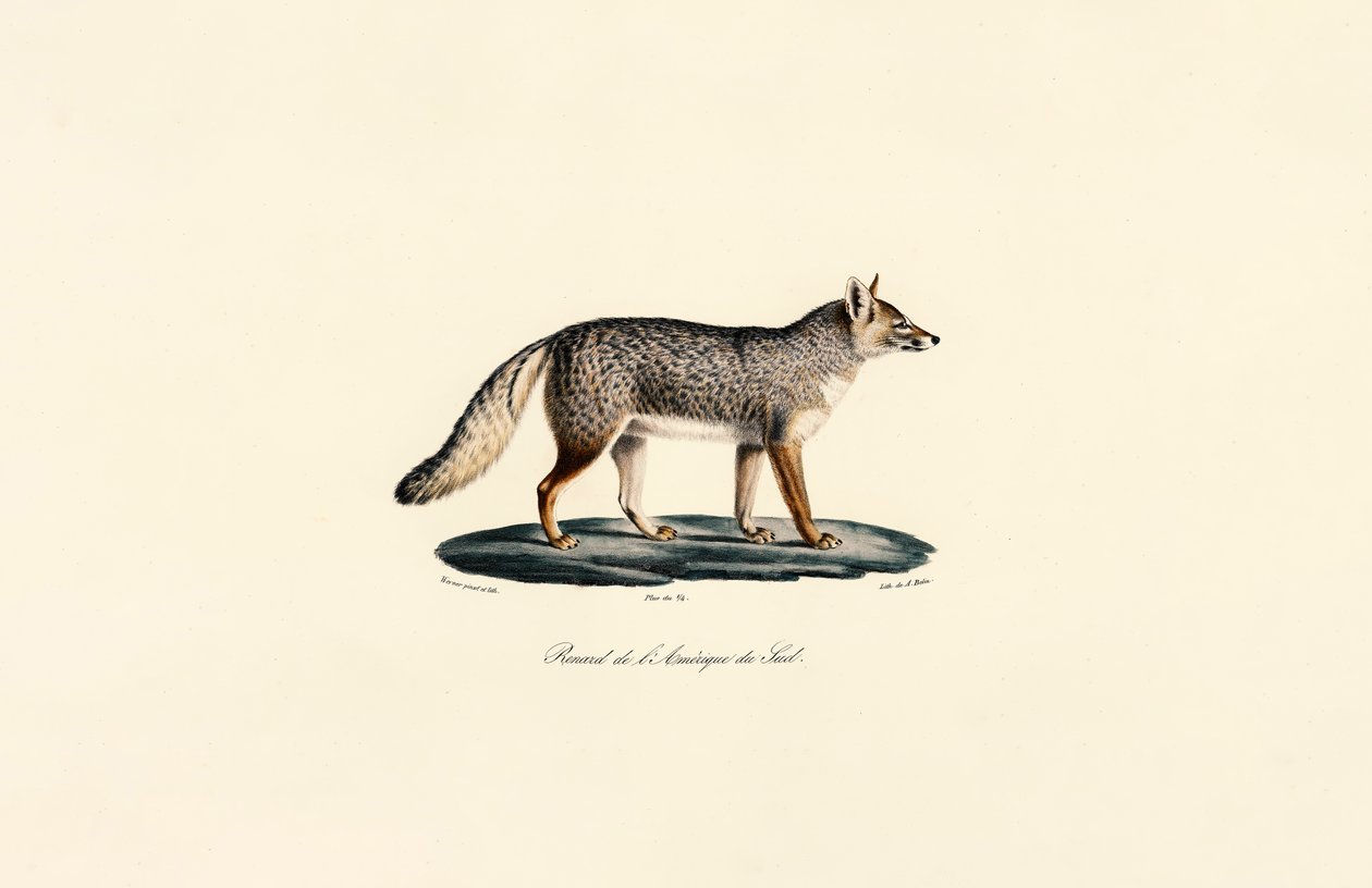  alkotó: Jacques Christophe Werner