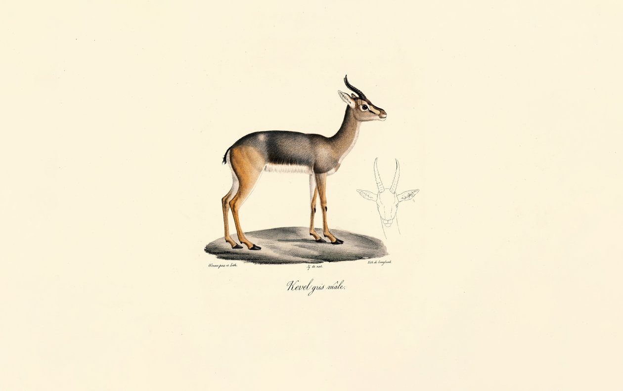 Déli nádirigó (Révebi antilop, hím) alkotó: Jacques Christophe Werner