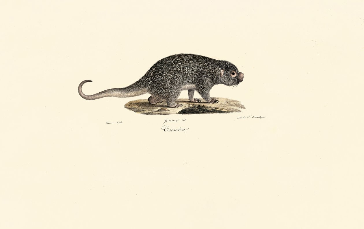 Tüskés patkány alkotó: Jacques Christophe Werner