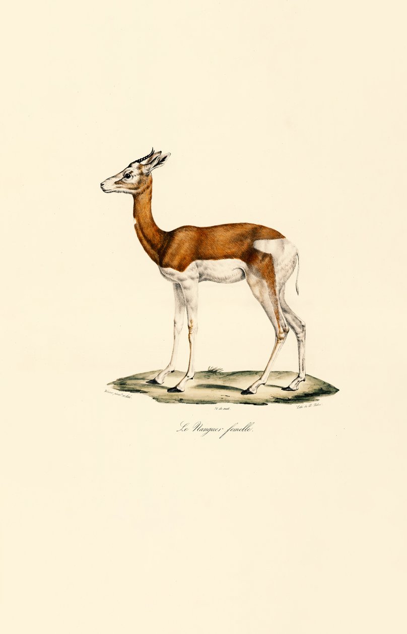  alkotó: Jacques Christophe Werner