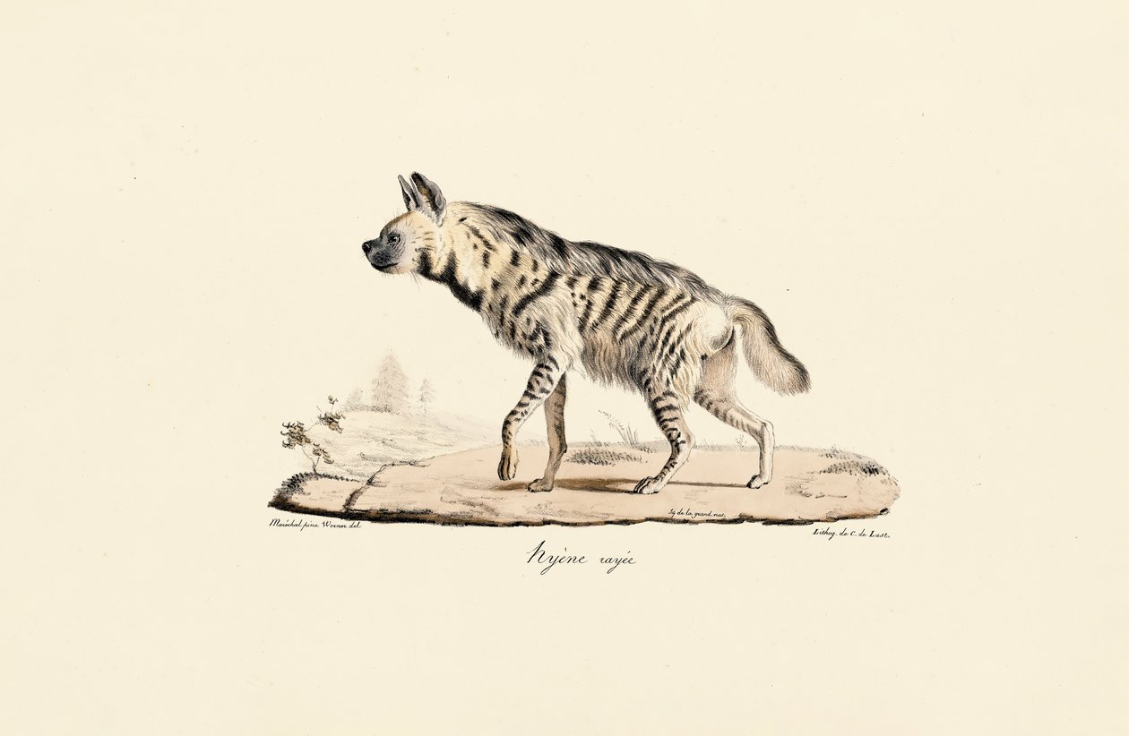 Csíkos hiéna alkotó: Jacques Christophe Werner