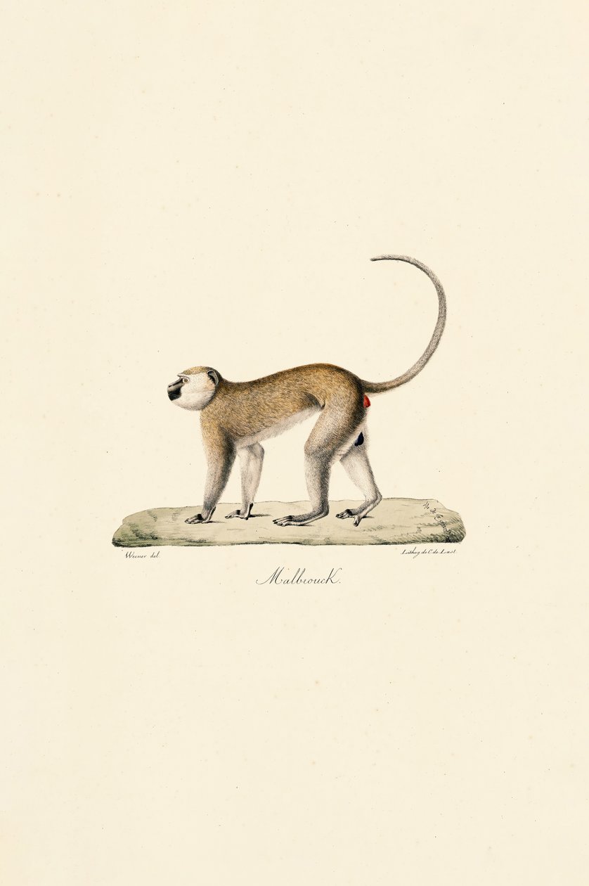  alkotó: Jacques Christophe Werner