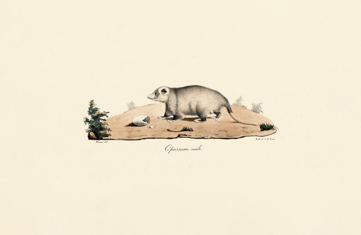 Virginia oposszum alkotó: Jacques Christophe Werner