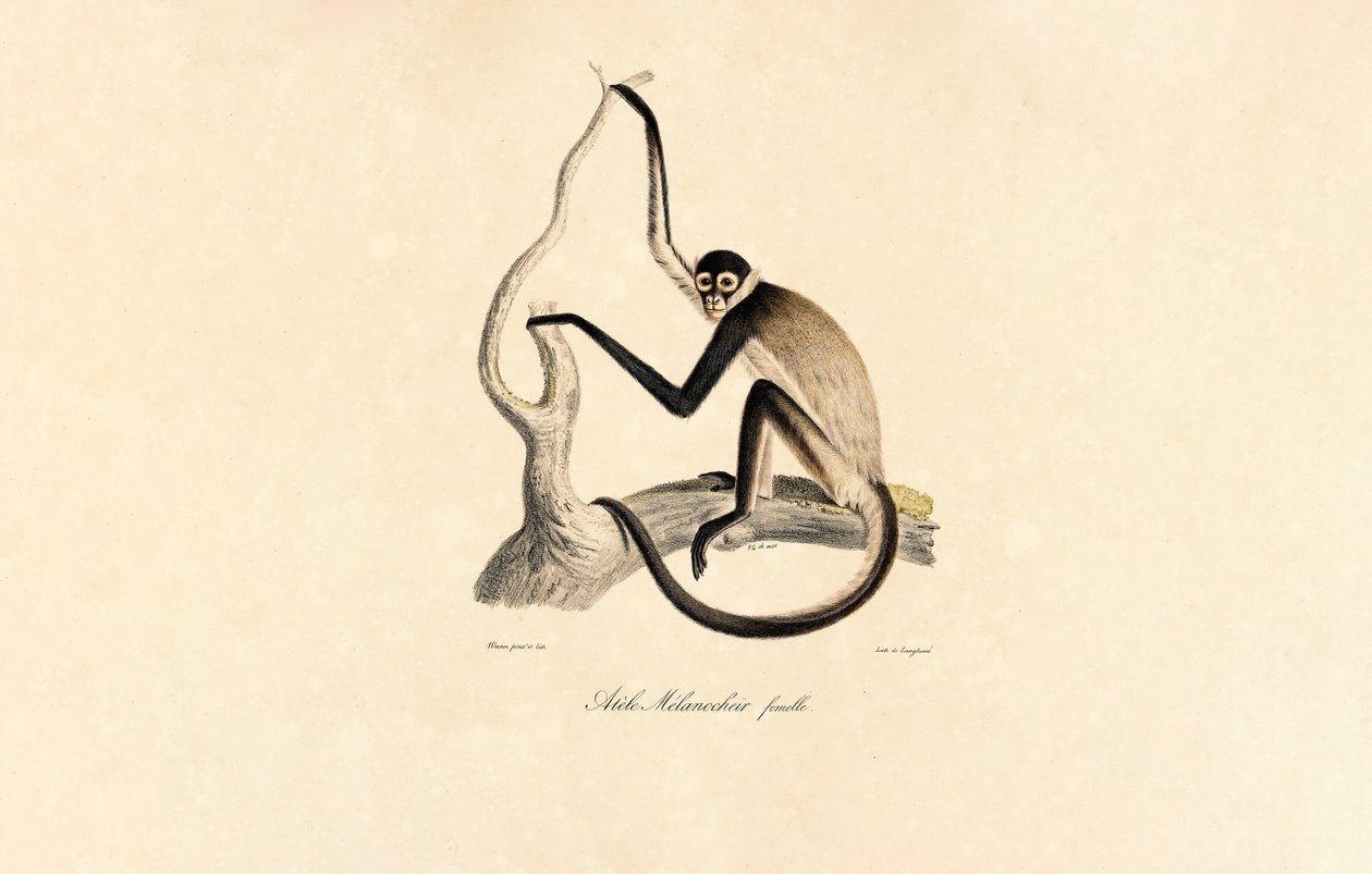  alkotó: Jacques Christophe Werner