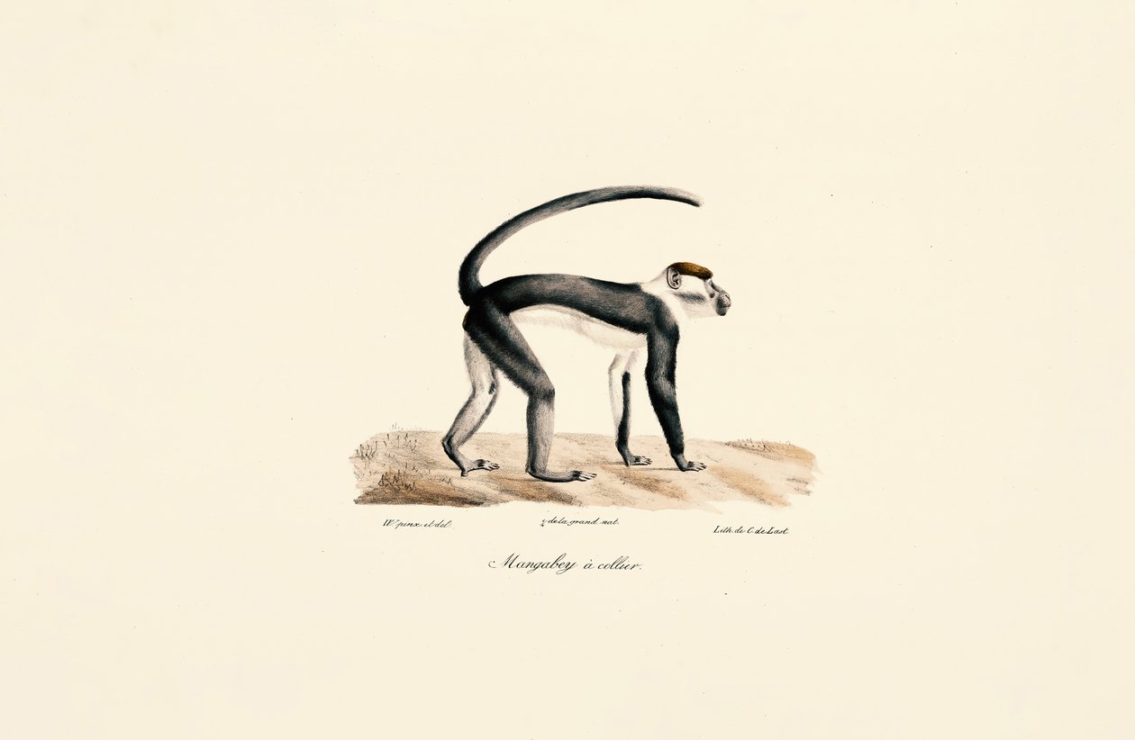Fehérgalléros mangabey (Cercocebus torquatus) alkotó: Jacques Christophe Werner