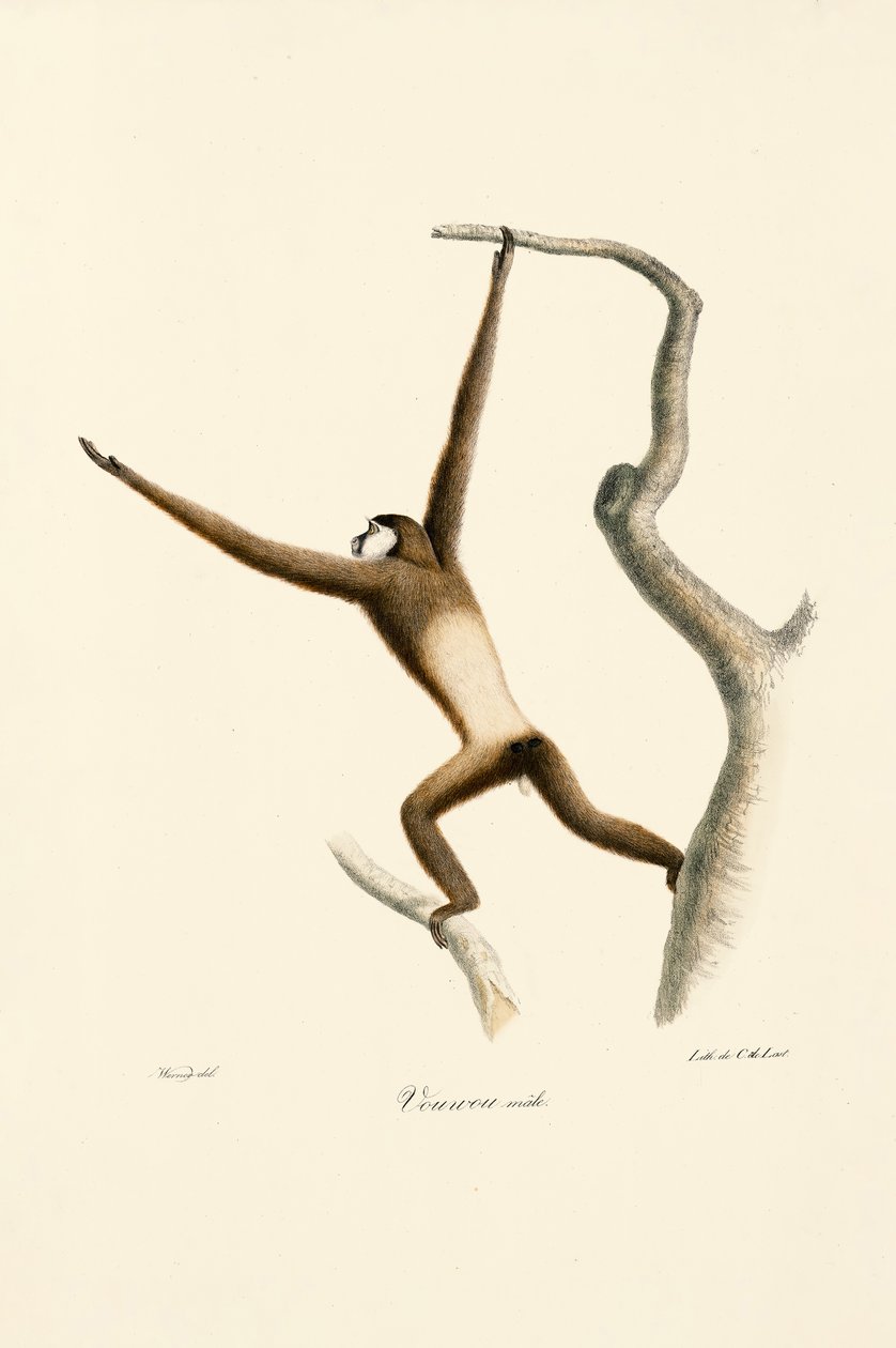 Fehérkezű gibbon (Hylobates lar) alkotó: Jacques Christophe Werner