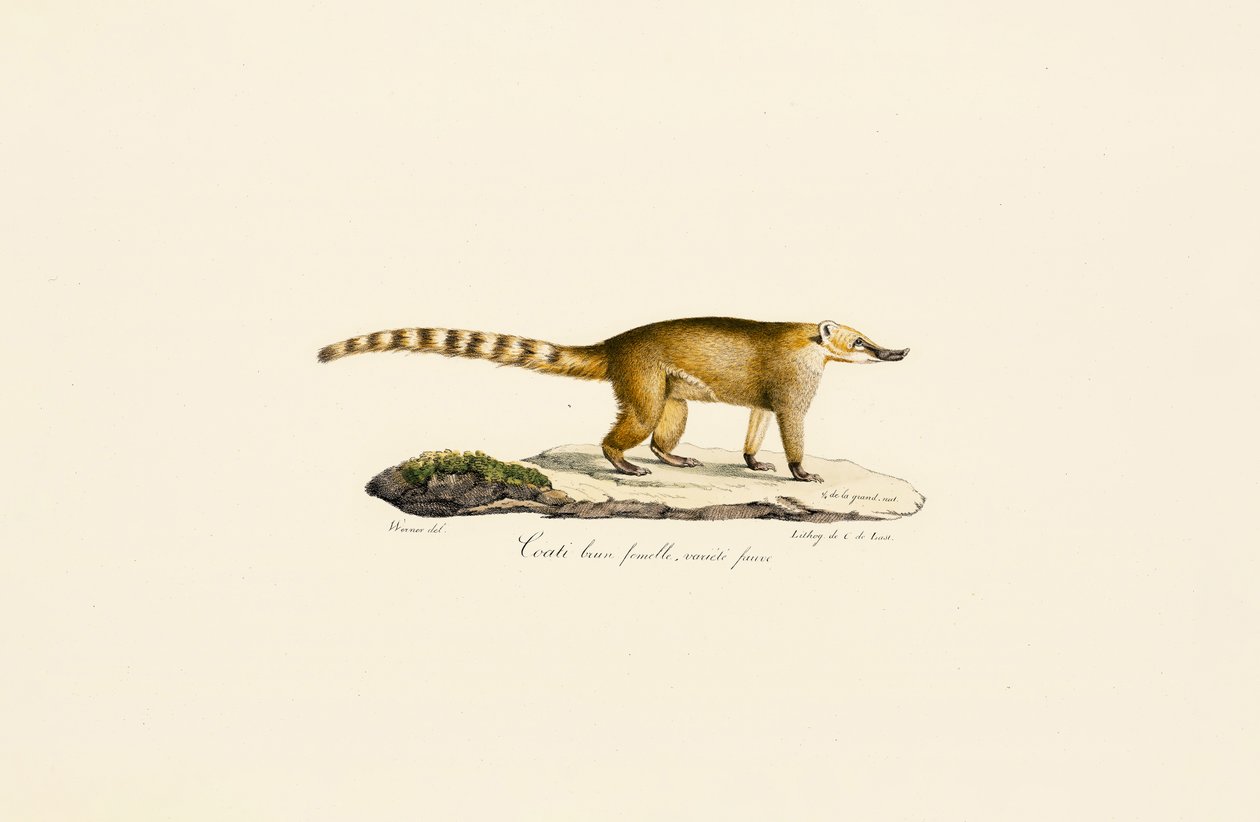  alkotó: Jacques Christophe Werner