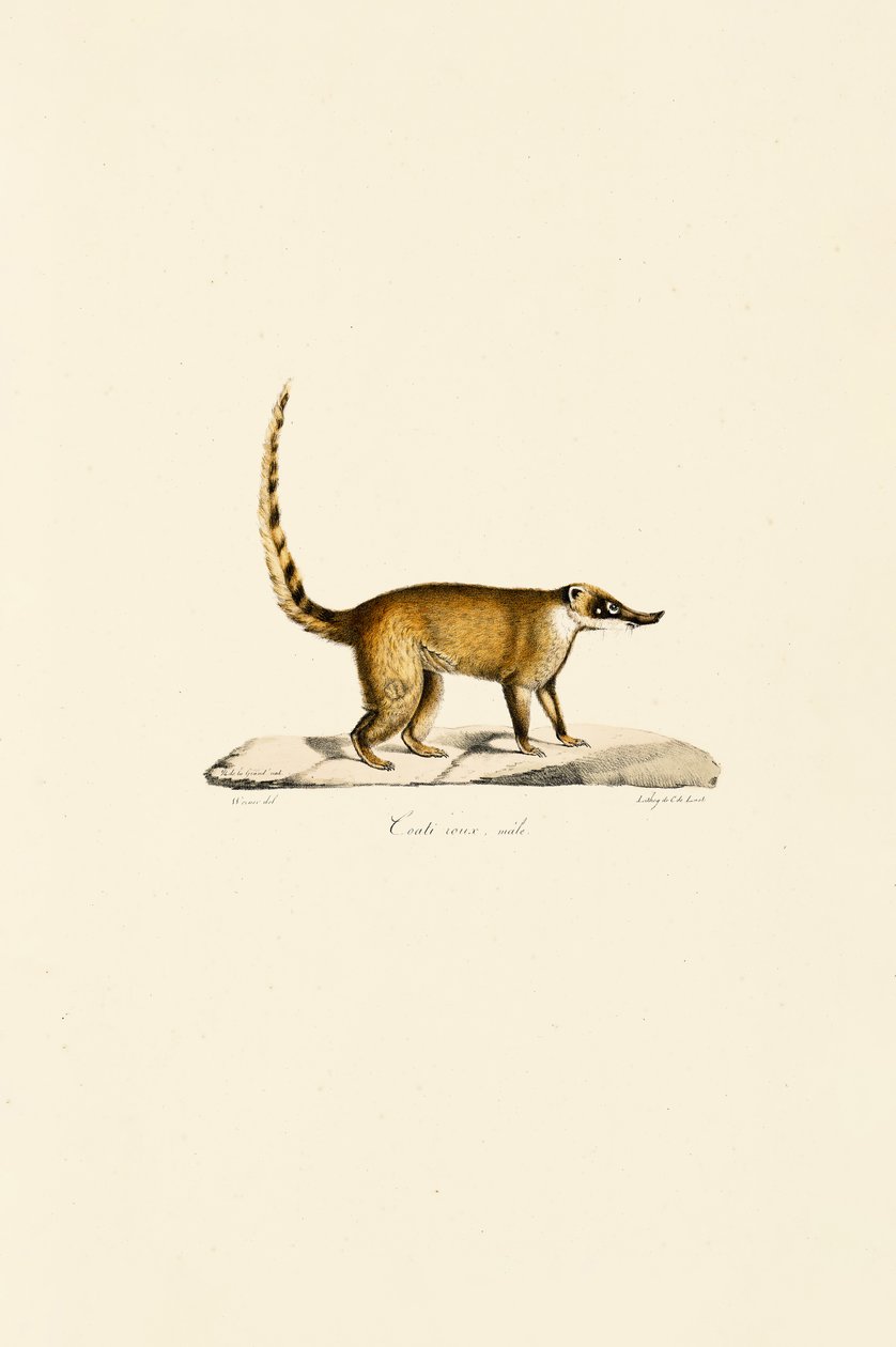 Fehérorrú coati (hím) alkotó: Jacques Christophe Werner