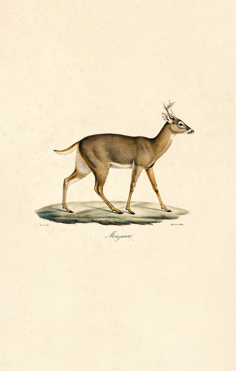  alkotó: Jacques Christophe Werner