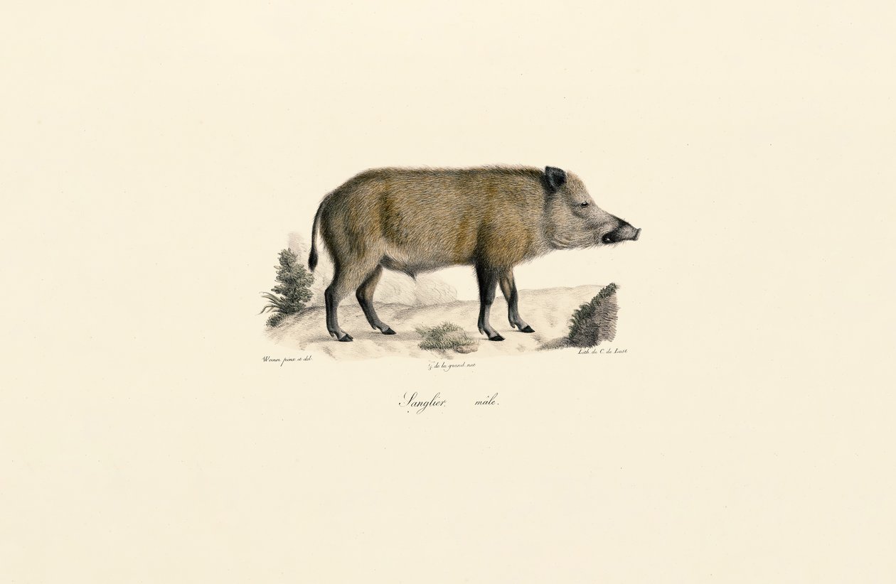 Vaddisznó alkotó: Jacques Christophe Werner