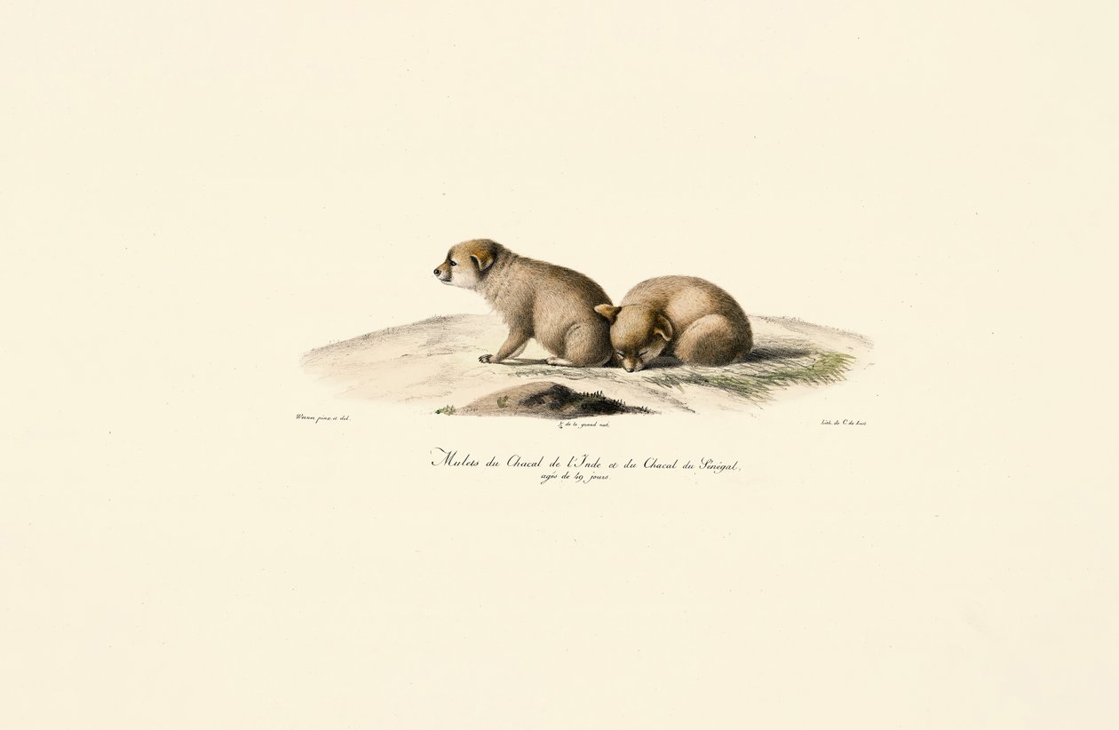  alkotó: Jacques Christophe Werner