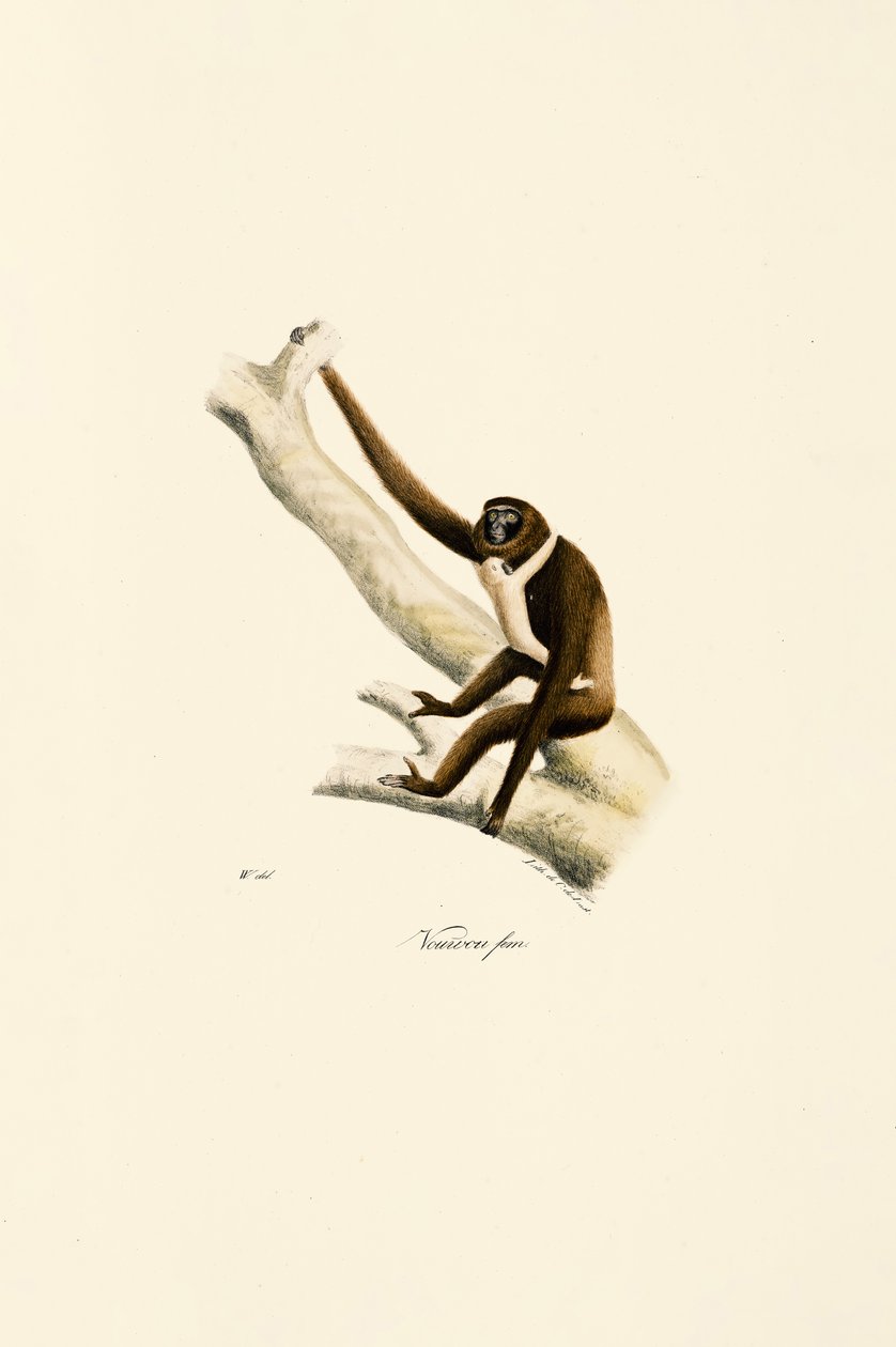 Fiatal fehérkezű gibbon (Hylobates lar) alkotó: Jacques Christophe Werner