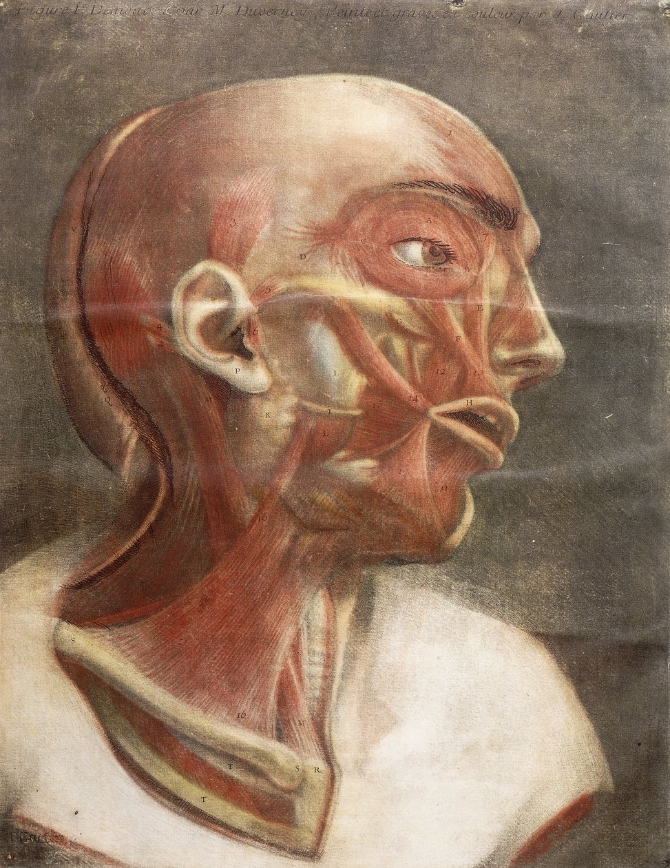 Anatómiai fej, a "Myology teljes színben és természetes méretben", 1746 alkotó: Jacques Fabien Gautier dAgoty