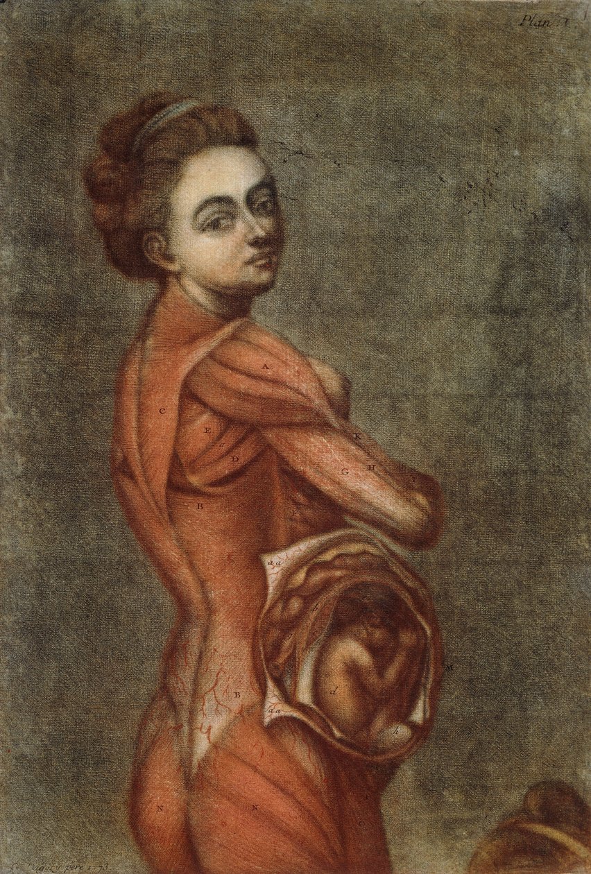 Színes anatómiai illusztráció egy terhes nőről, 1778 alkotó: Jacques Fabien Gautier dAgoty
