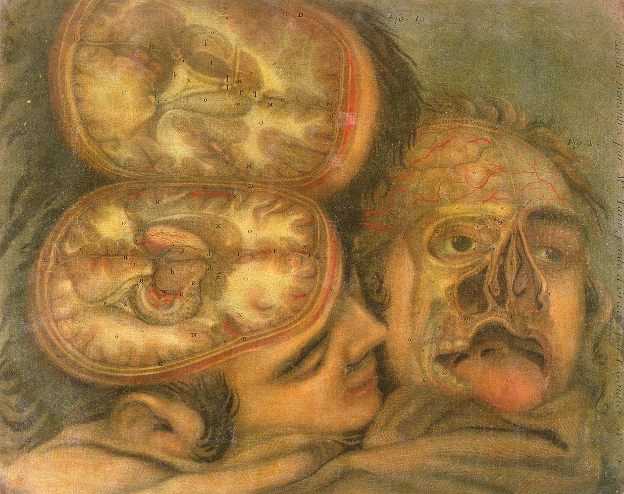 Az agy keresztmetszete, 1746 alkotó: Jacques Fabien Gautier d