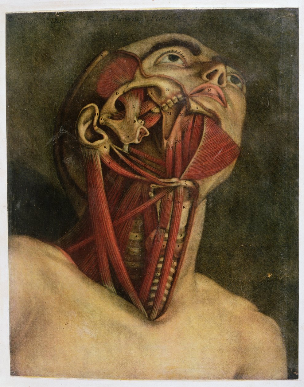 A nyak és az arc jobb oldalának keresztmetszete, 1745 körül (mezziotint) alkotó: Jacques Fabien Gautier d