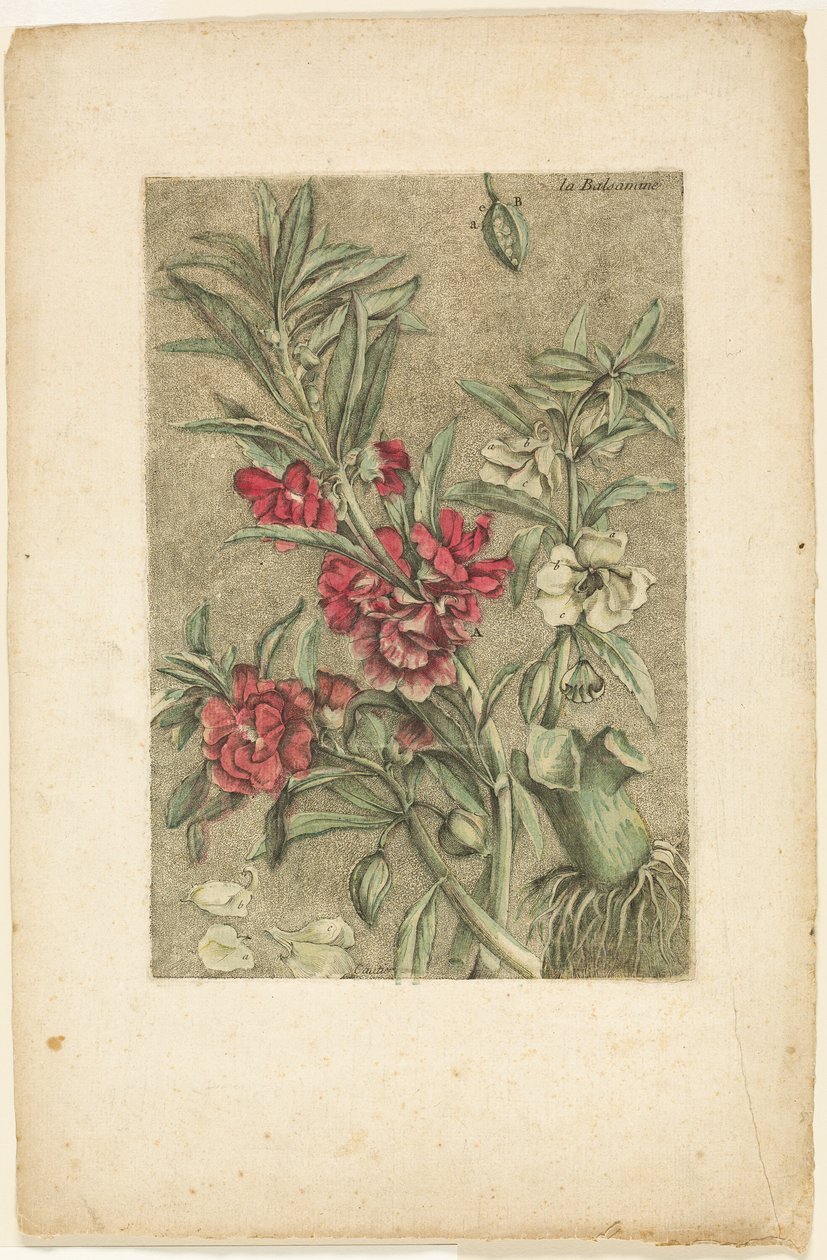 Impatiens, a Collection des plantes usuelles, curieuses, et étrangères címszóból alkotó: Jacques Fabien Gautier d