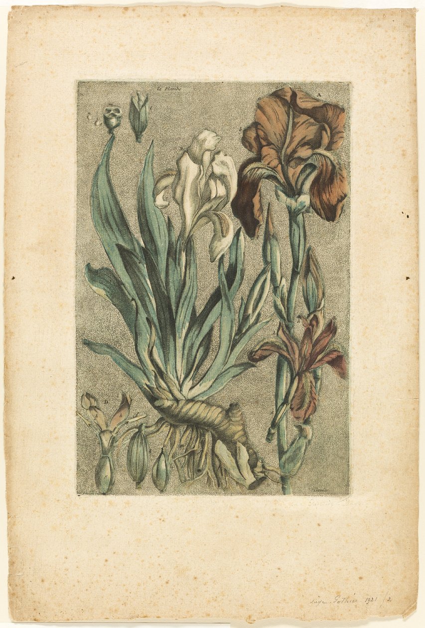 Iris Florentina, a Collection des plantes usuelles, curieuses, et étrangères gyűjteményből alkotó: Jacques Fabien Gautier d