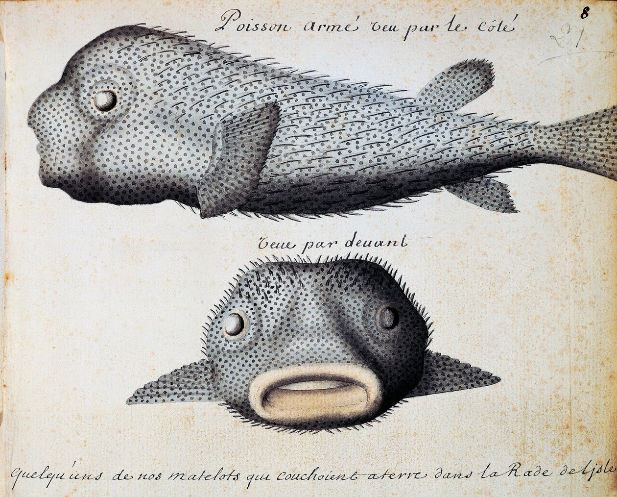 Páncélos hal, elöl- és oldalnézet, Sao Vicente sziget, Zöld-foki-szigetek, akvarell Jacques Gouin de Beauchesne (1652-1730), a Compagnie royale de la Mer du Sud kapitánya naplójából, 1698-tól 1701-ig, Franciaország alkotó: Jacques Gouin de Beauchesne