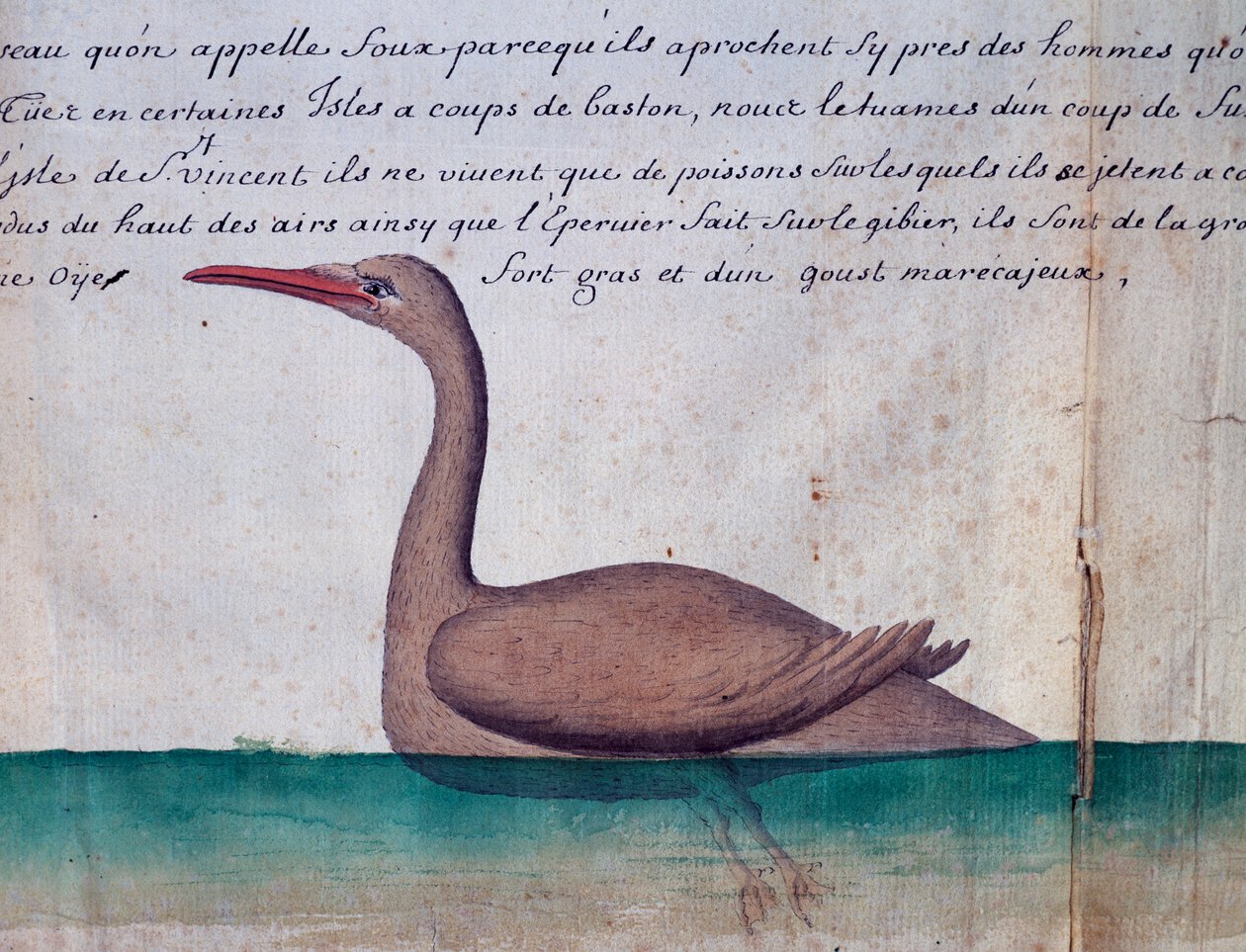 Foux (Booby) nevű madár, Sao Vicente szigete, Zöld-foki-szigetek, akvarell Jacques Gouin de Beauchesne (1652-1730), a Compagnie royale de la Mer du Sud kapitánya naplójából, 1698-tól 1701-ig, Franciaország alkotó: Jacques Gouin de Beauchesne