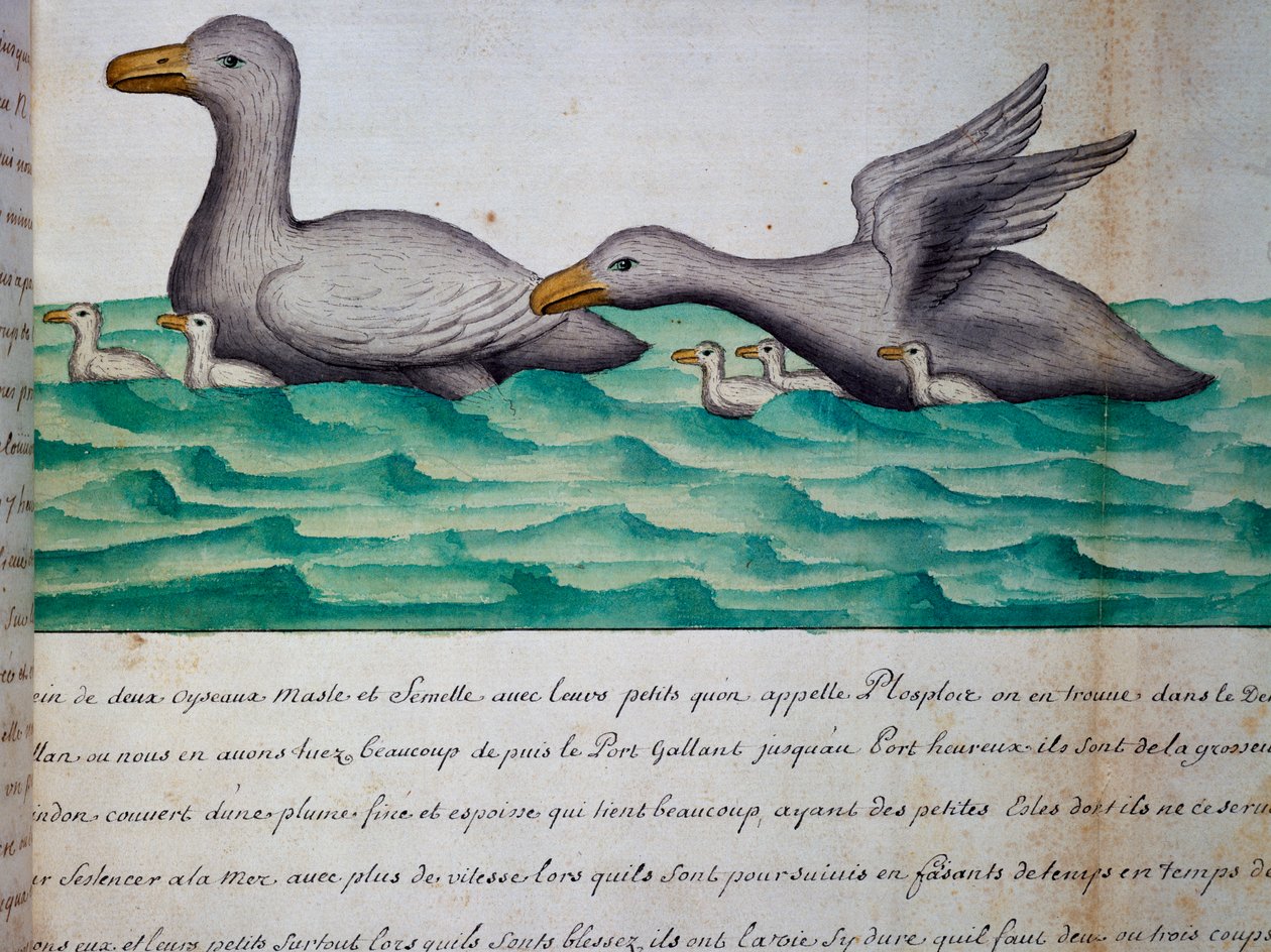 Ploplos nevű kacsák, a Magellán-szoros, Jacques Gouin de Beauchesne (1652-1730), a Compagnie royale de la Mer du Sud kapitánya, 1698-tól 1701-ig, Franciaország akvarellje a hajónaplóból alkotó: Jacques Gouin de Beauchesne