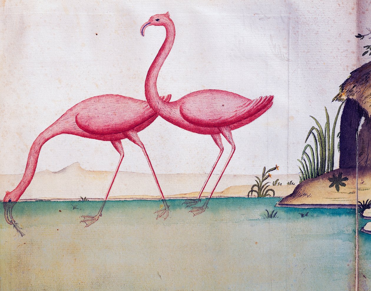 Rózsaszín flamingók, Galápagos-szigetek, akvarell naplóból Jacques Gouin de Beauchesne (1652-1730), a Compagnie royale de la Mer du Sud kapitánya, 1698-tól 1701-ig, Franciaország alkotó: Jacques Gouin de Beauchesne