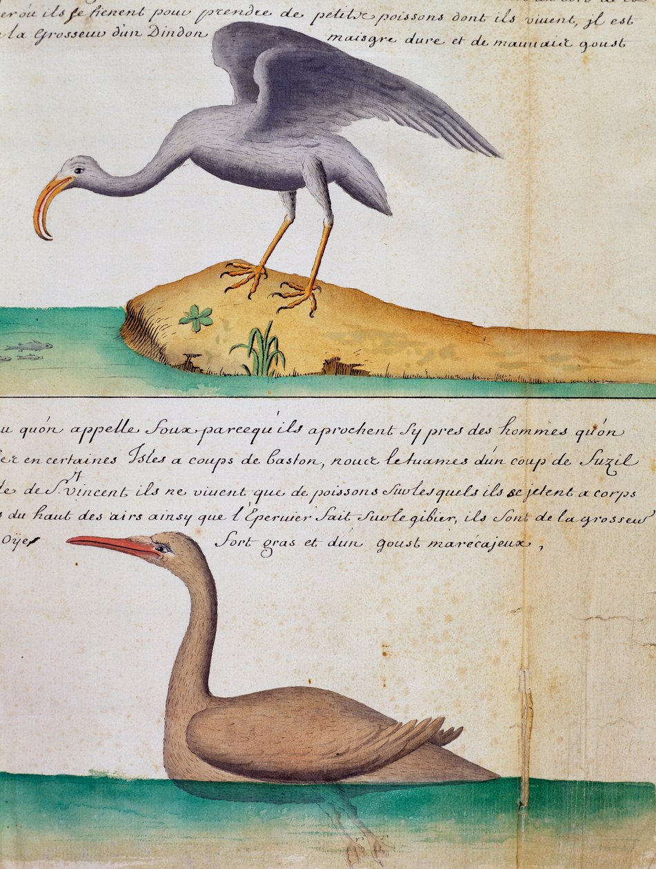 Ismeretlen madár és Foux nevű madár (Booby), Sao Vicente szigete, Zöld-foki-szigetek, akvarell Jacques Gouin de Beauchesne (1652-1730), a Compagnie royale de la Mer du Sud kapitánya naplójából, 1698-tól 1701-ig, Franciaország alkotó: Jacques Gouin de Beauchesne