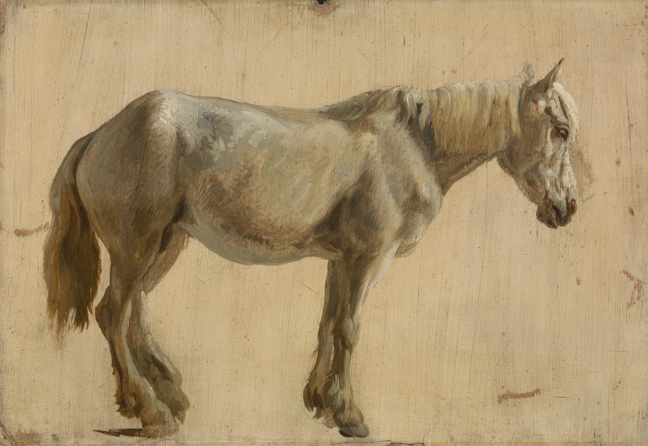 Tanulmány egy szürke lóról (olaj, papír) alkotó: Jacques Laurent Agasse