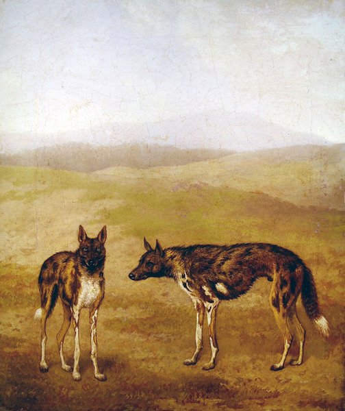 Két afrikai vadászkutya (olaj, vászon) alkotó: Jacques Laurent Agasse