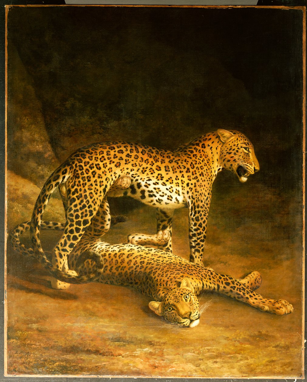 Két leopárd hever az exeteri börzén, 1808 alkotó: Jacques Laurent Agasse