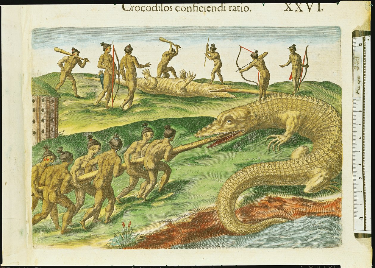 Vadászat krokodilok, a „Brevis Narratio”-ból, Theodore de Bry (1528-98) vésette 1563 (180138 részlet) alkotó: Jacques Le Moyne