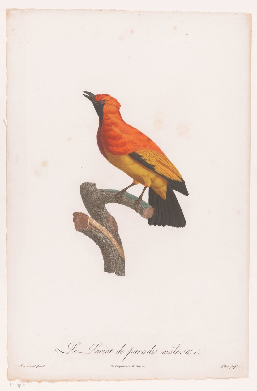Fekete arcú bowerbird egy ágon Le Loriot de paradis 18-as férfi (cím a tárgyon) alkotó: Jacques Louis Perée