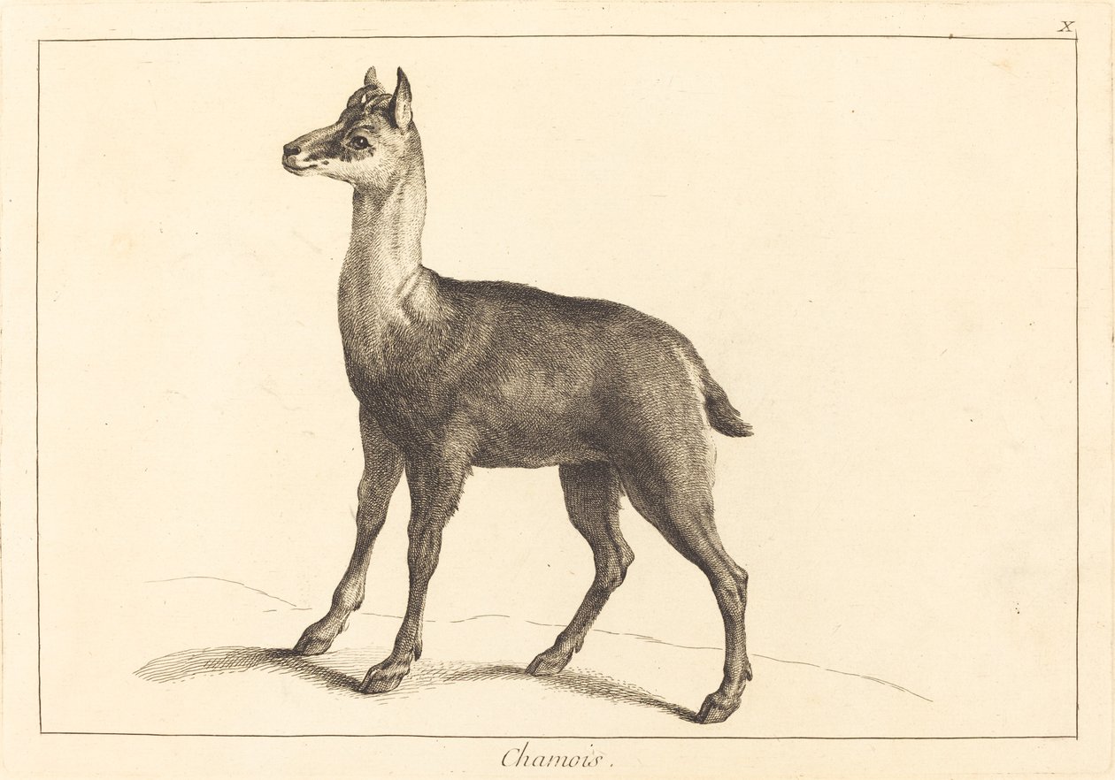 Chamois (Chamois)   1251473   hu       hungarian Successfully Translated  Original: Isnt he coming soon? Translat: Isn