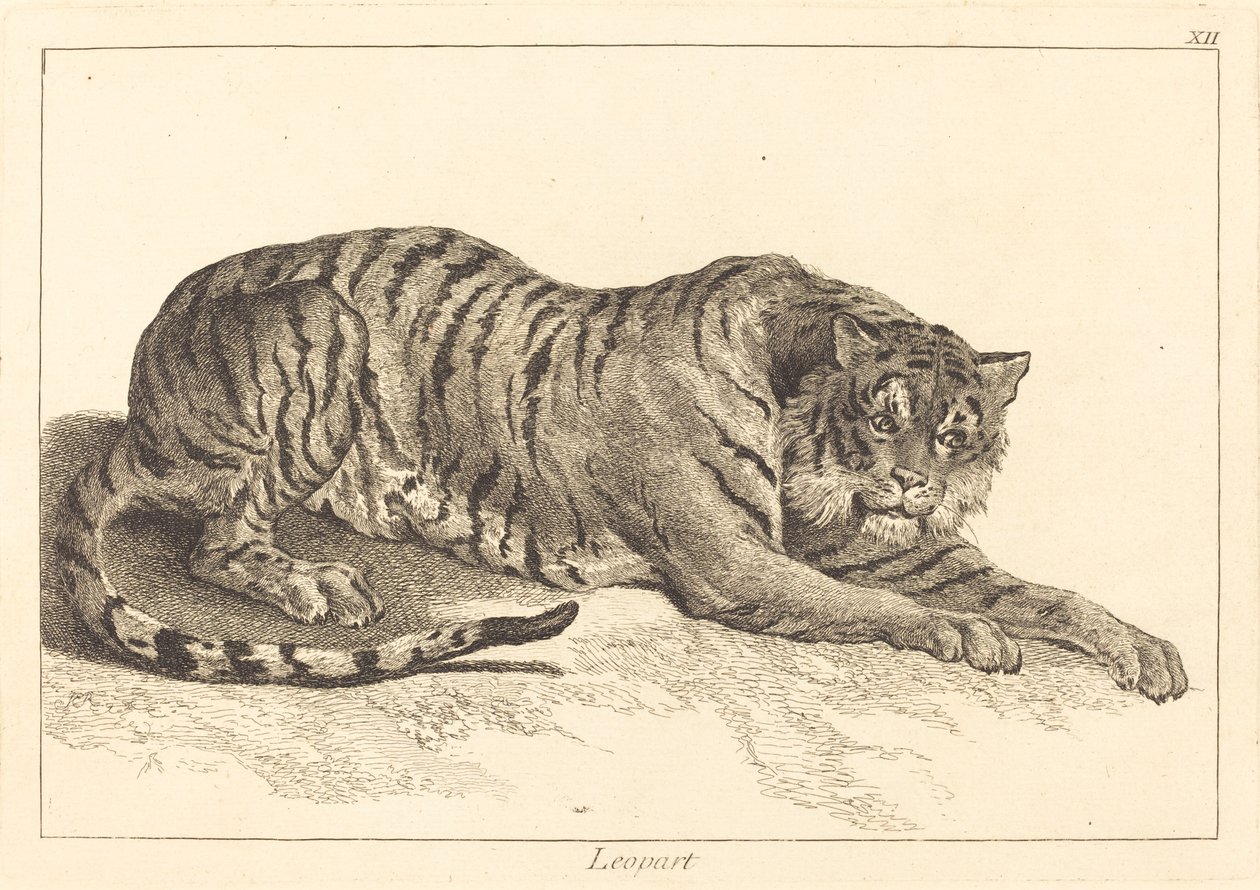 Leopárd (Leopárd vagy Tigris) alkotó: Jacques Philippe Le Bas and Jean Eric Rehn after Jean Baptiste Oudry