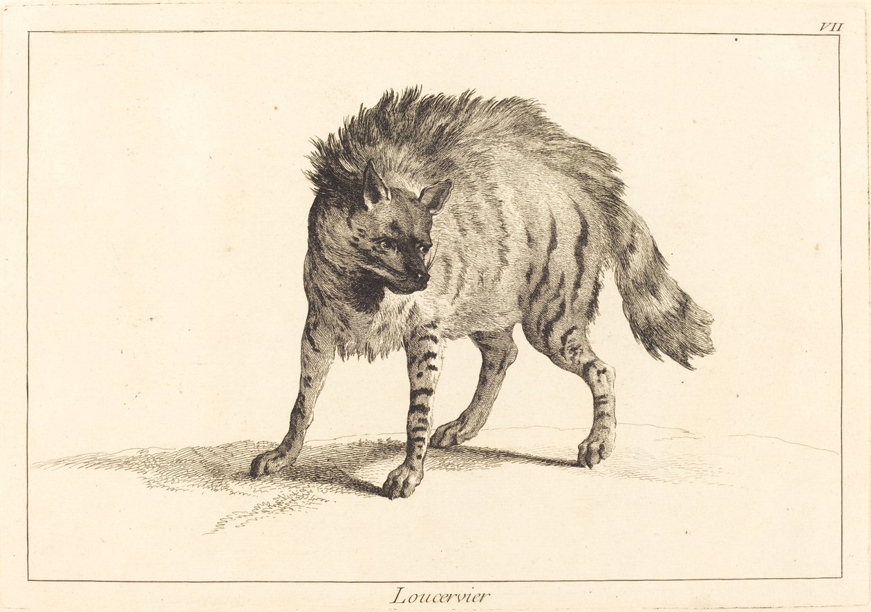 Loucervier (hiéna) alkotó: Jacques Philippe Le Bas and Jean Eric Rehn after Jean Baptiste Oudry